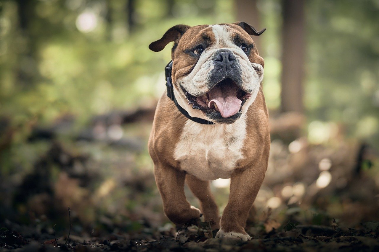 Dog Poop Pickup in Huntington woods Michigan